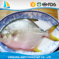 Pompano de oro chino al por mayor congelados sabrosos congelados Golden Pompano